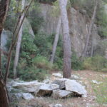 bosco